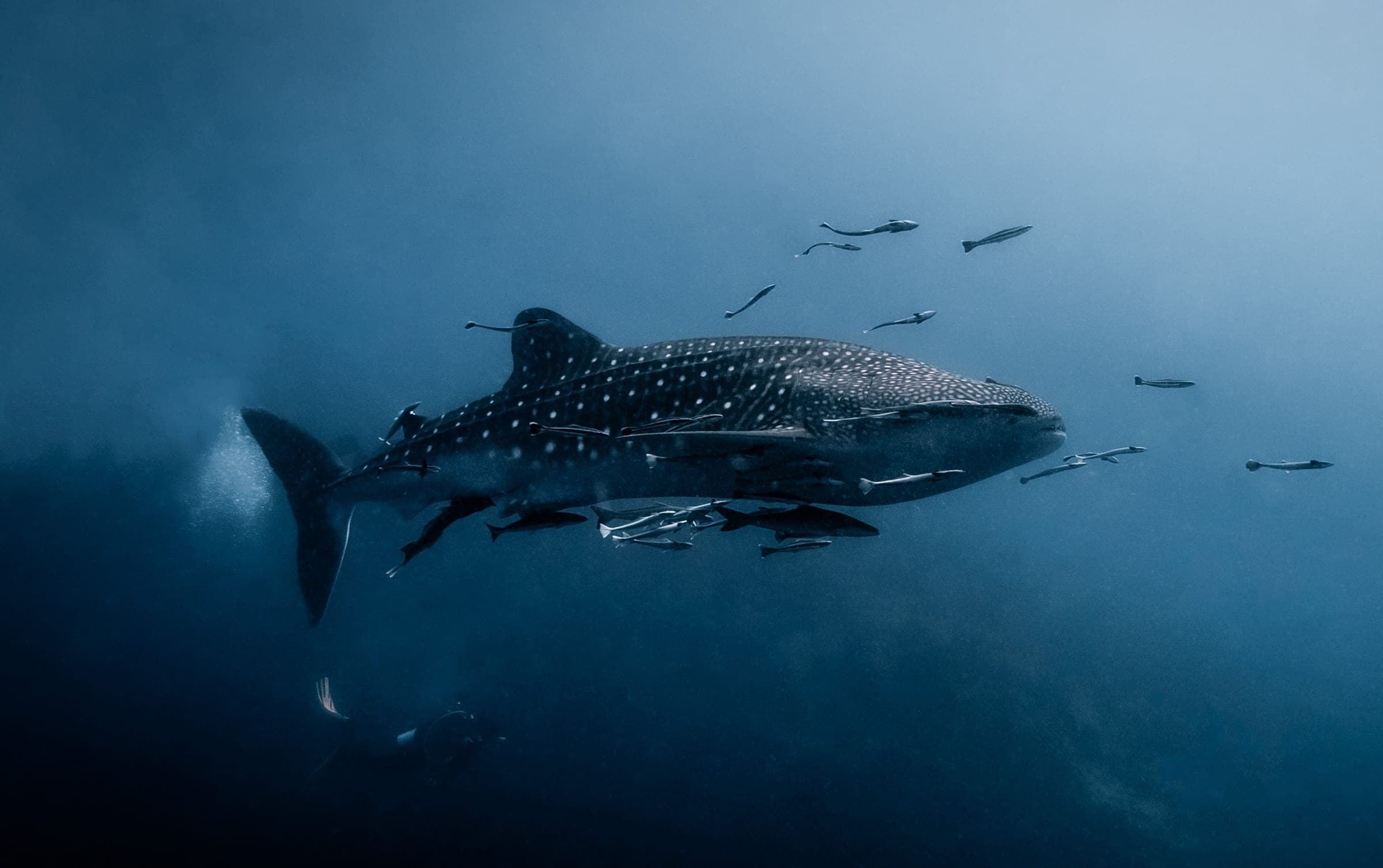Guided fun dives in Koh Tao with Onyx Divers