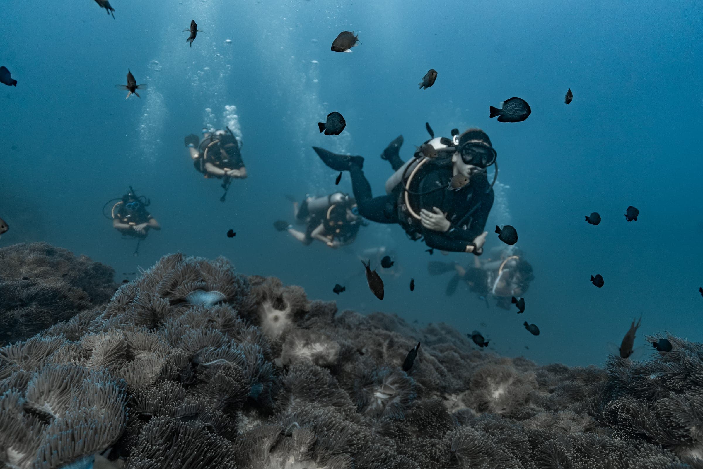Underwater diving scene in Koh Tao