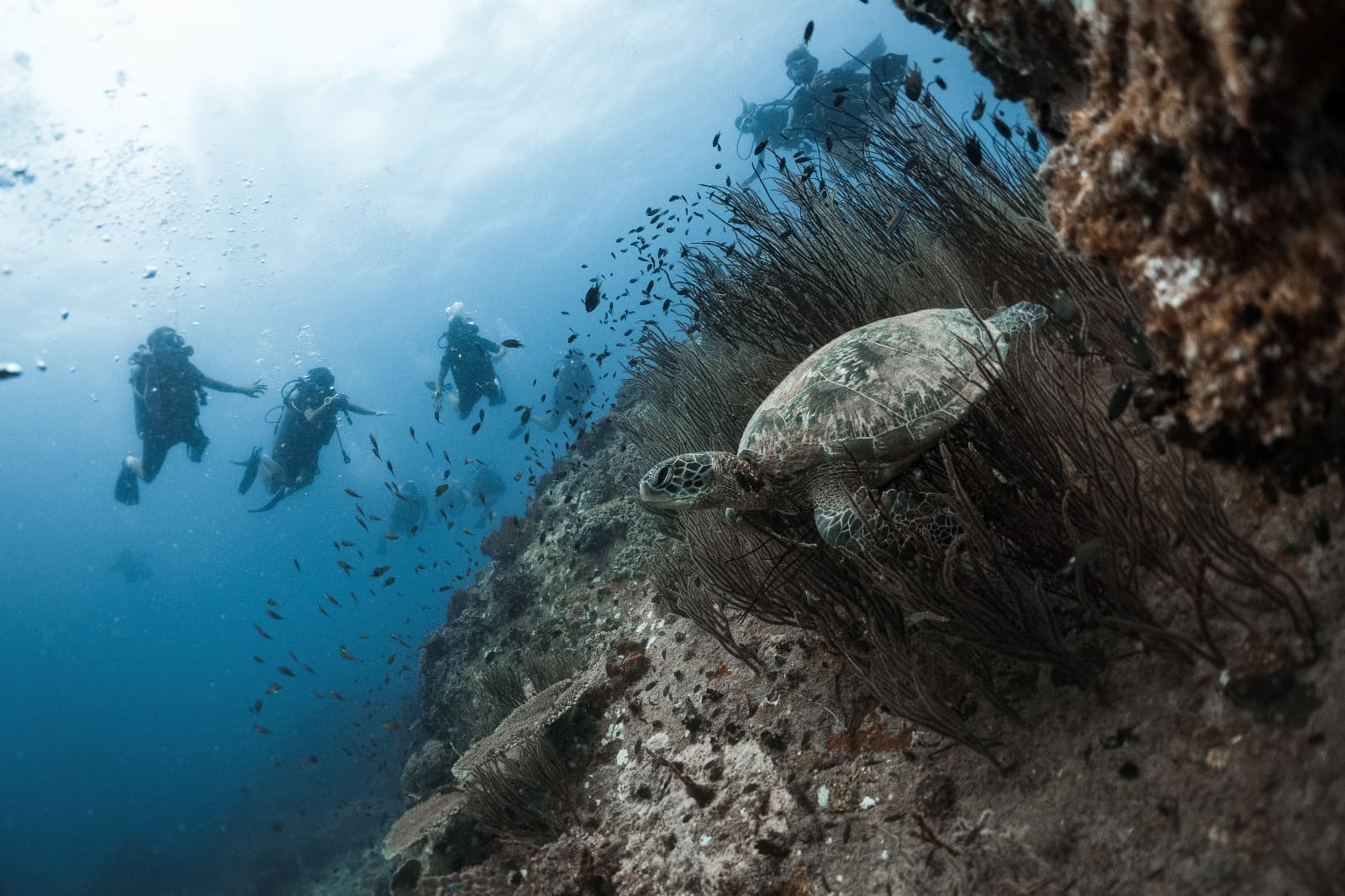 HTMS Sattakut (ספינה טבועה) dive site detail