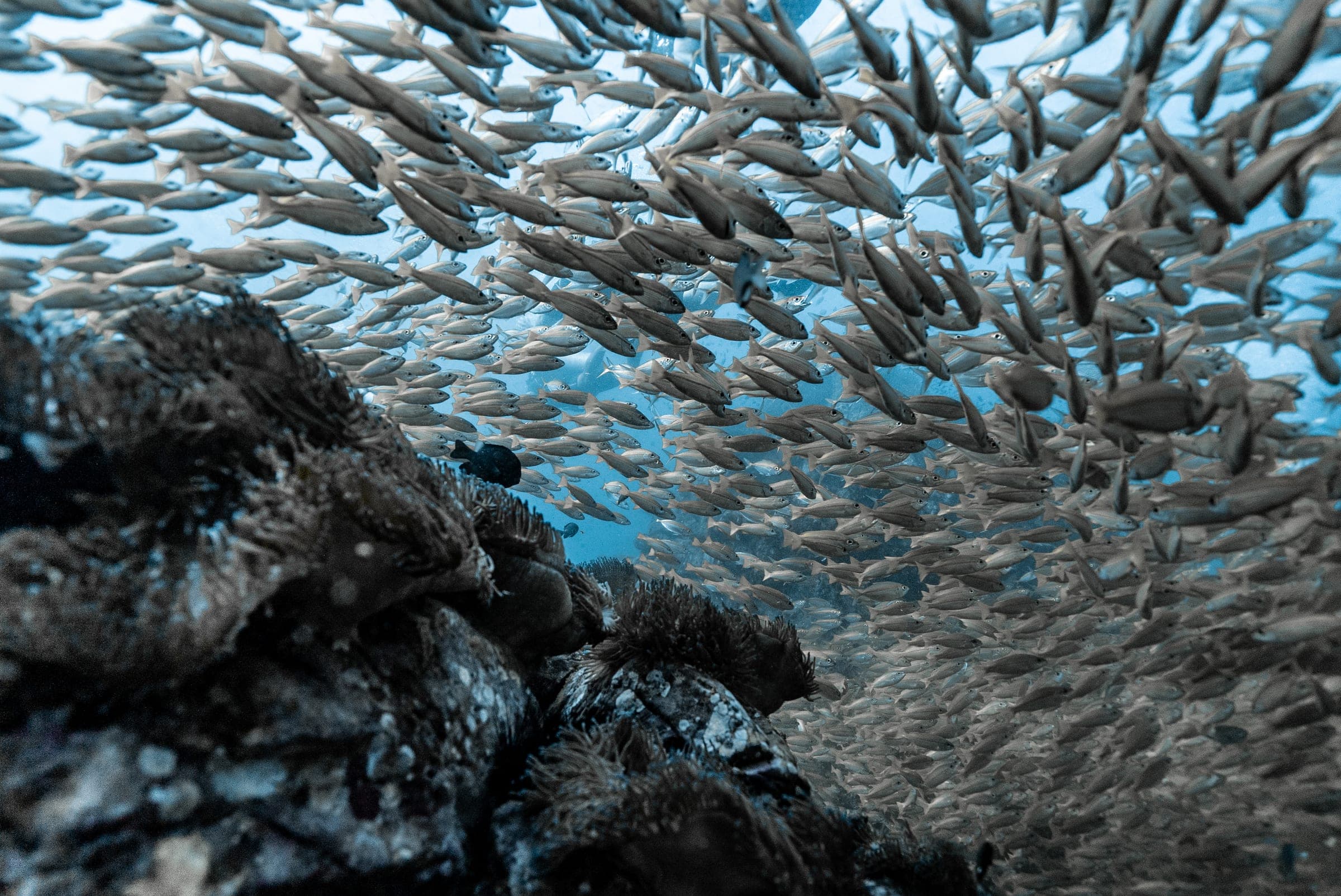 Southwest Pinnacle dive site in Koh Tao