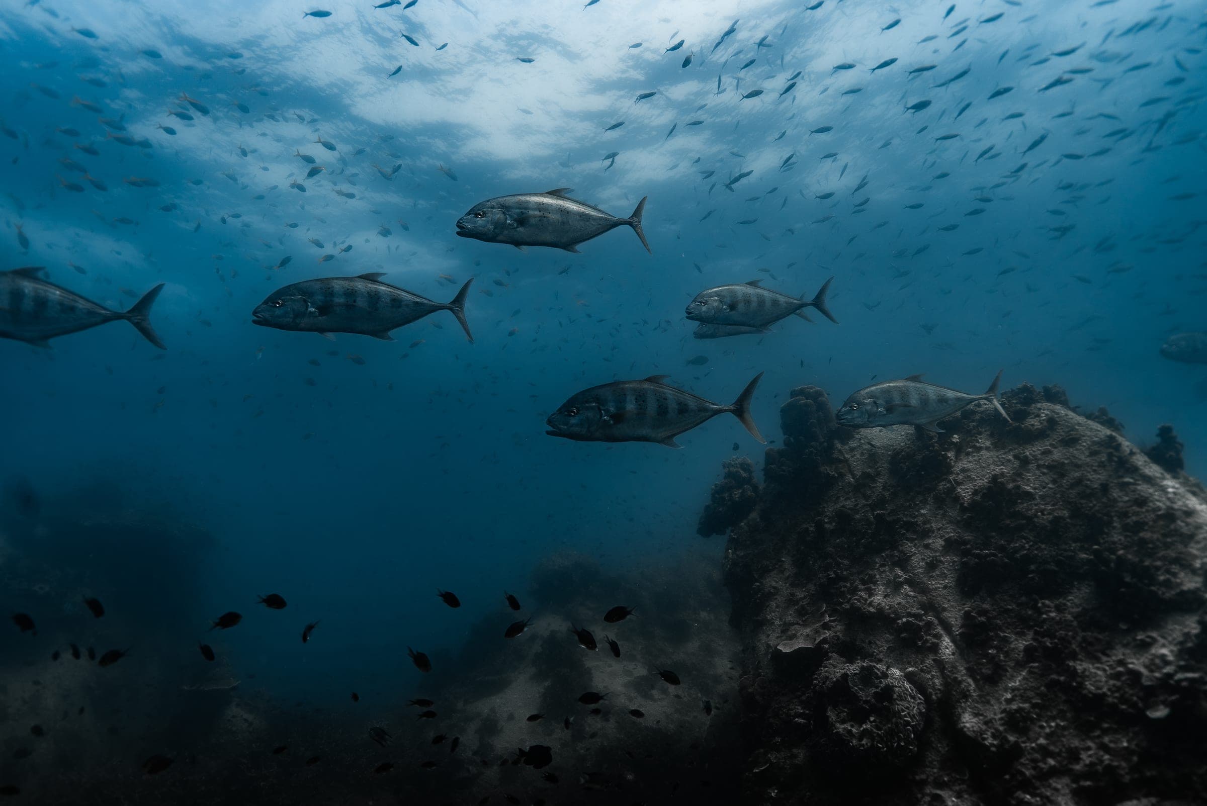 Chumphon Pinnacle dive site detail