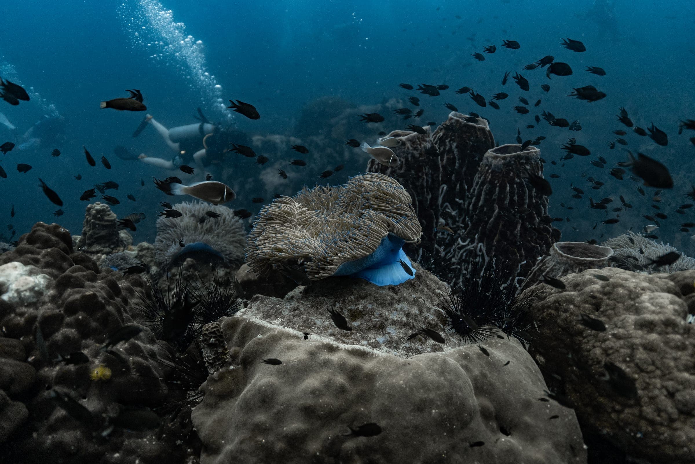 White Rock (Hin Khao) underwater