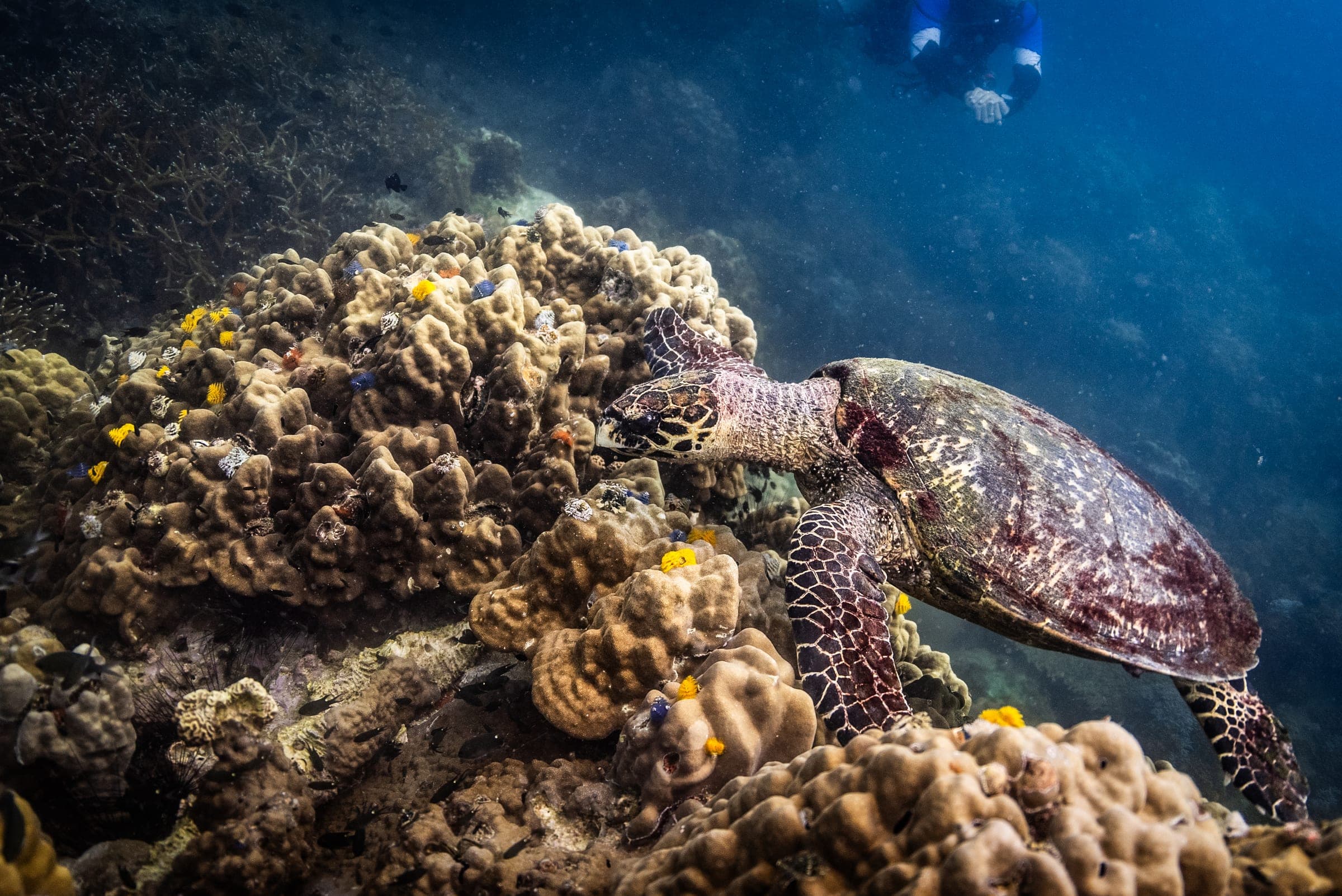 Fun dives at Onyx Divers Koh Tao - photo 2