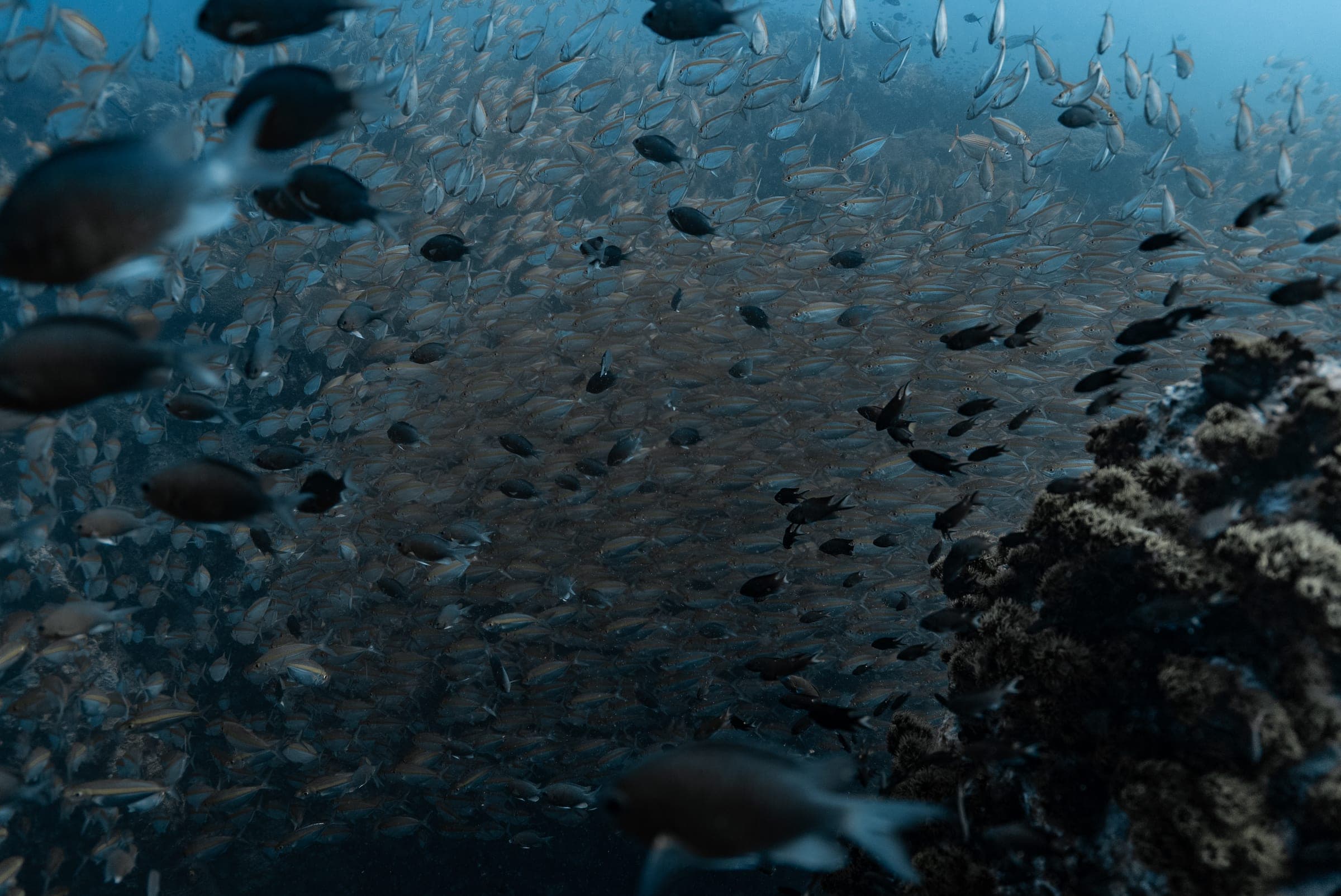 Southwest Pinnacle dive site detail
